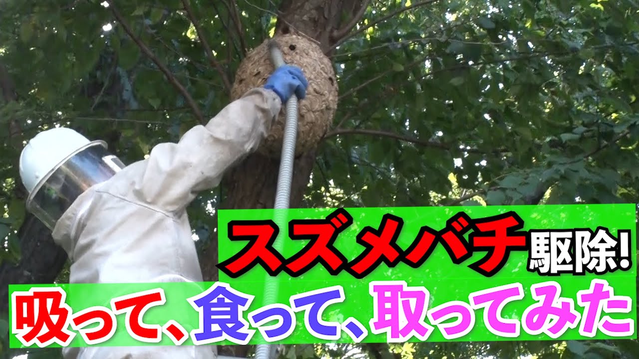 スズメバチ駆除現場が試食会に!?