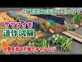 サツマイモの連作障害！　生育初期の生育に及ぼす影響について検証してみました。　たねのハシモトミヤ