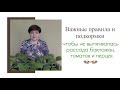 Высаживать рассаду рано, а она уже готова к посадке! Как остановить вытягивание рассады?