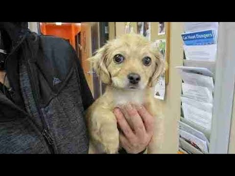 Videó: Adoptable Dog Of The Week - Pixie