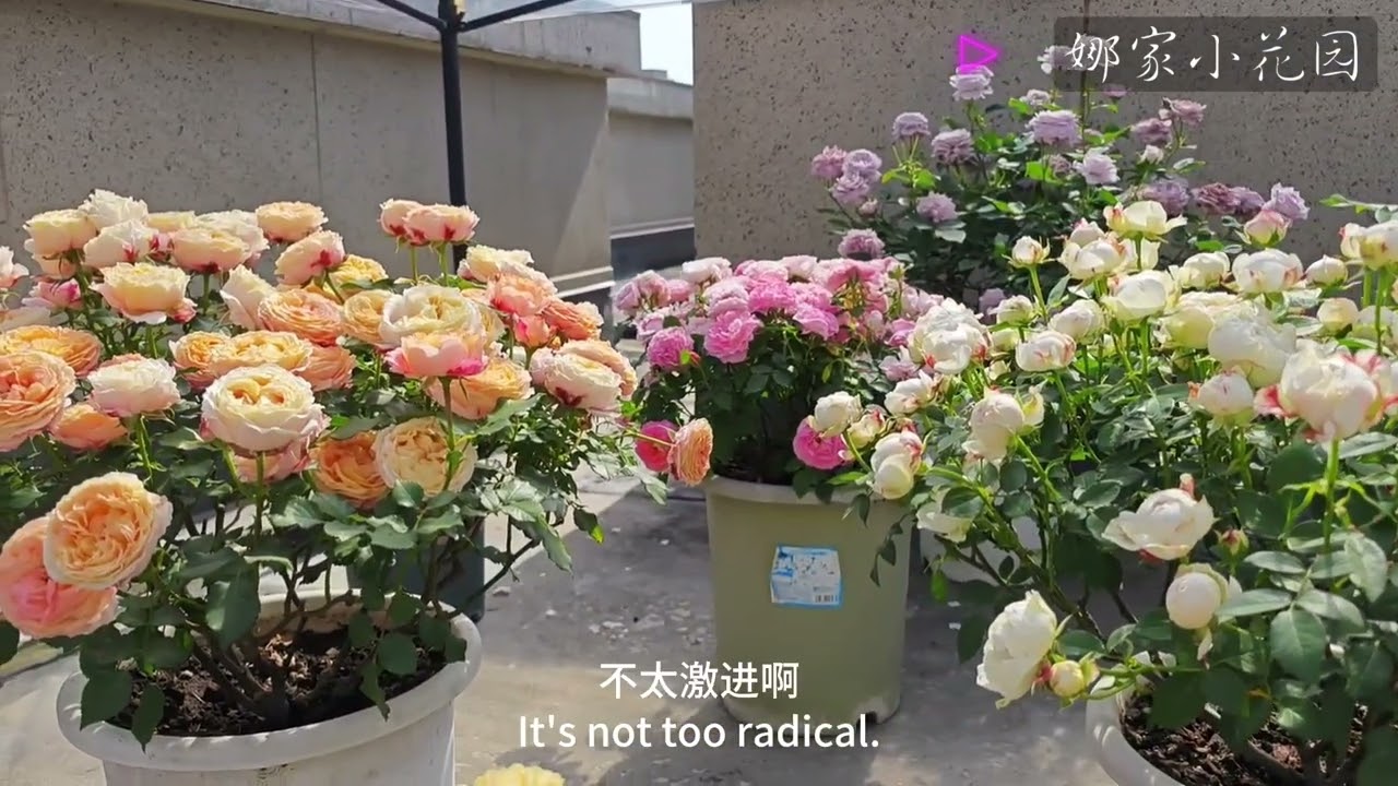 我的月季花量大，叶子少，修剪后如何缓苗？Why do I have a lot of Chinese rose flowers and few leaves?