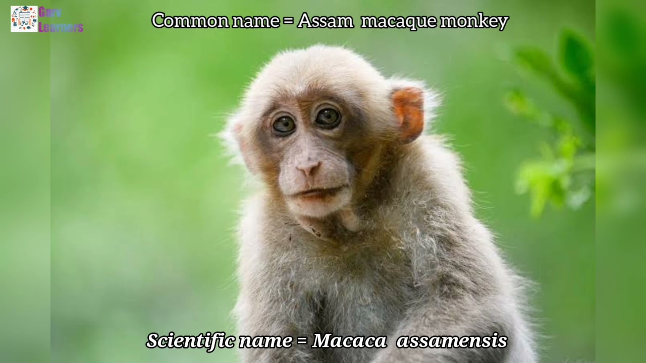 Scientific name of Assam macaque monkey