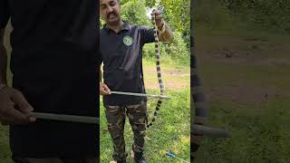 Banded krait Snake | धारीदार करैत सांप | पट्टेरी मण्यार साप #shorts #snakevideo #snake