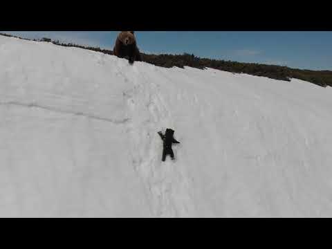 Vidéo: Ruidoso New Mexico Bear Cubs Sauvés De La Benne à Ordures - Bear Cub Rescue