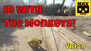 Squirrel Monkeys at London Zoo (VR180 - 3D)