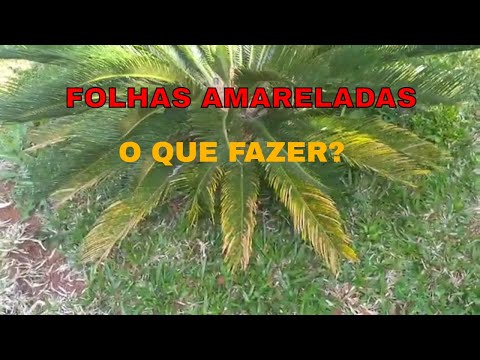 Vídeo: Minha palmeira sagu está ficando amarela - Solucionando problemas de uma palmeira sagu com folhas amarelas