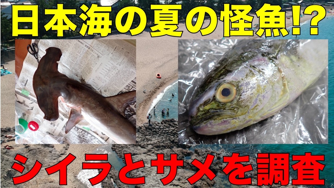 Eating Sharks from the Sea of Japan!? Investigating Mahi-Mahi