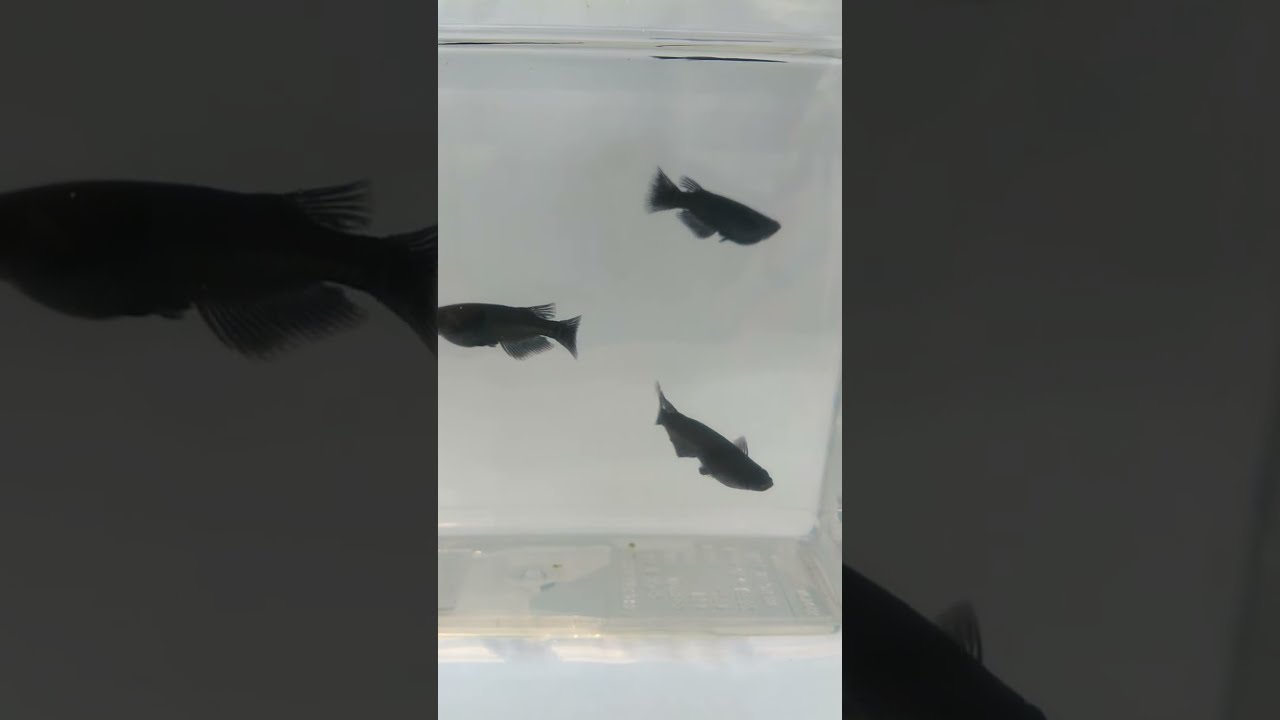 めだか一番館 阿波備長炭めだか オス3匹 Lサイズ 超黒 黒めだか Youtube