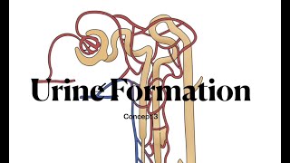Urine Formation