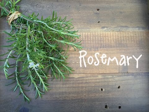 How to Grow Rosemary | IN BETH'S GARDEN