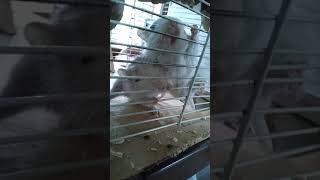 Gerbils Fight and Squeak Over Food - They love pepper!