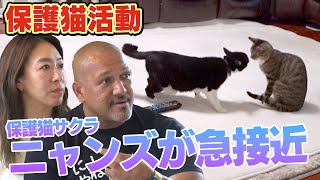 【遂にこの時が・・・】保護猫生活を送るサクラが先住ニャンズたちと急接近（サンシャイン池崎一門ラミレスおじさん）