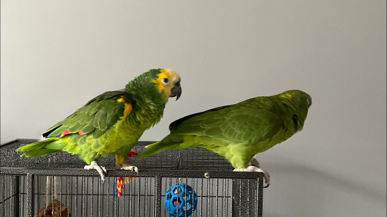 No creerás lo que hizo Jaco/no creerás lo que Vicky dejo que Jaco le hiciera/loros felices/JacoVicky