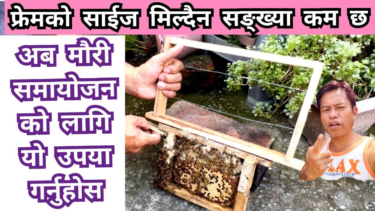 समायोजनको लागि यो उत्तम उपया । मौरिको समायोजन कसरी गरिन्छ। How could be  succeeded? Merging bees.