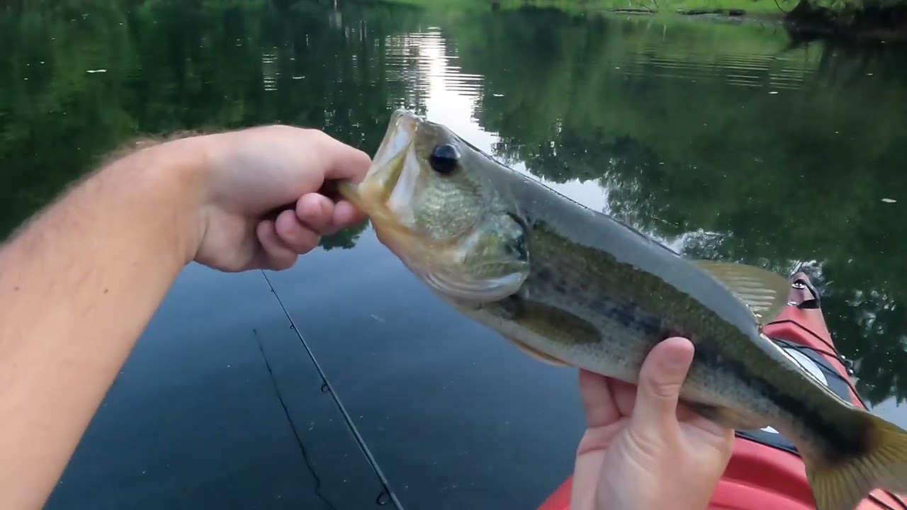 Topwater bass fishing