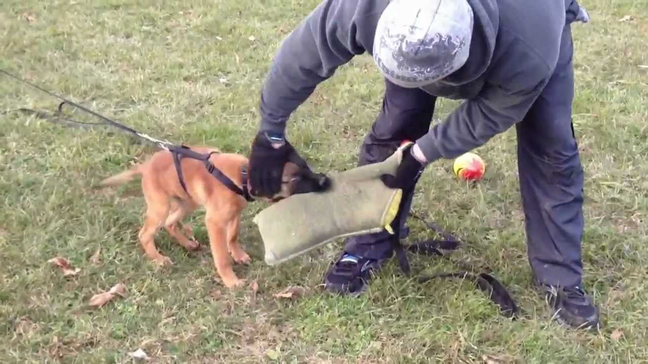 13 wk old Isis x Zuko pup, Kenzo