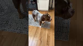 Pitbull Destroys Toy, Foam Balls Scatter Everywhere