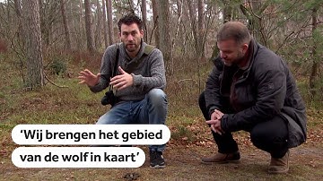 WOLF: Mogelijk loopt volgend jaar de eerste roedel in Nederland rond