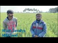    nidhi sagar nidhi seeds wheat cultivation