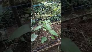 Download Lagu lagu komando pertanian ( plesetan lagu komando latihan pertempuran ) MP3