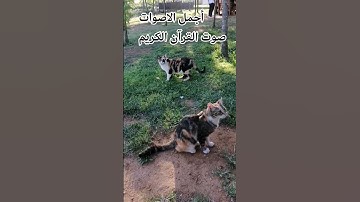 تلاوه خاشعة من القرآن الكريم بصوت جميل للشيخ محمد صديق المنشاوي ماتيسر له من سورة القصص 😍🌹