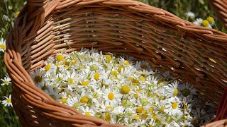 Life in an old village house. Gathering wild flowers for flower tea for the winter.