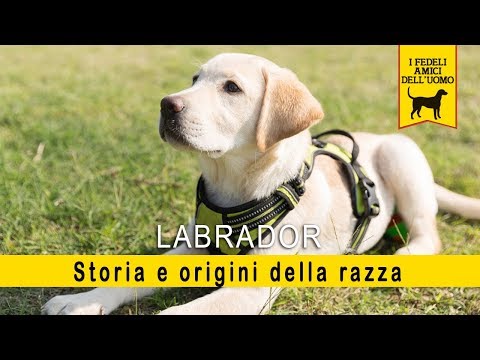 Video: Labrador Retriever: Descrizione Della Razza