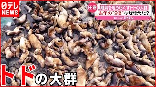 【去年の２倍】無人島にトドの大群  イワシを求め？  北海道・弁天島