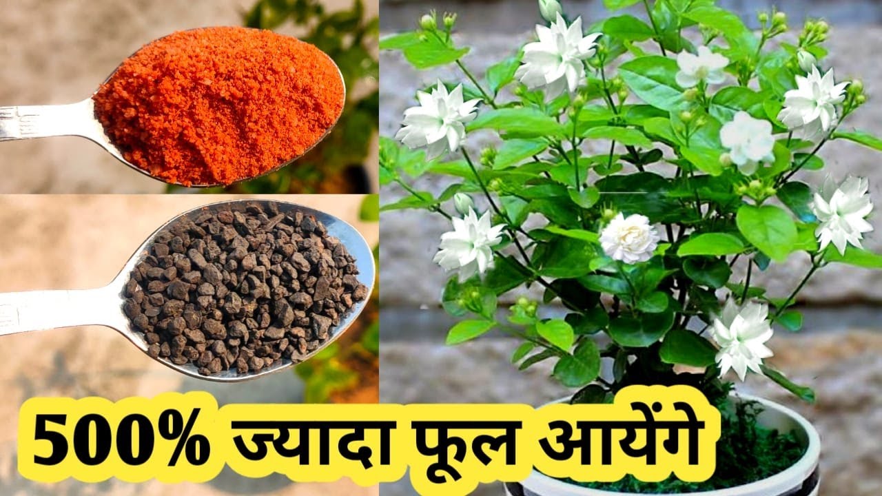 मोगरा को ज्यादा फूलों के लिए तैयार करें How To Get More Flowers On