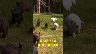 Labrador Retriever | Most Popular Dog Breed #shorts #short