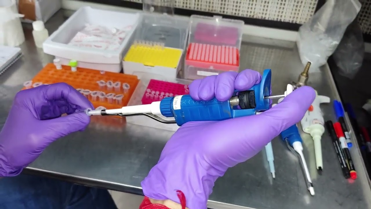 Polymerase Chain Reaction Hands-on Tutorial | PCR Demonstration