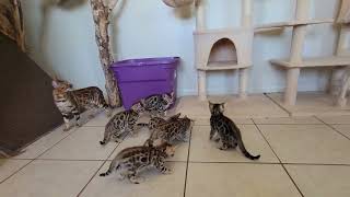 What you should know when bringing home a Bengal kitten