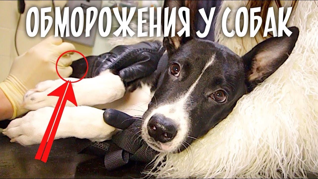 Что такое пипирка. Собака фан собака с отмороженными лапками. Пипир. ТУЮС Пипир