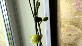 Моя орхидея как цветет и уход за ней .(, 2015-01-26T06:18:10.000Z)