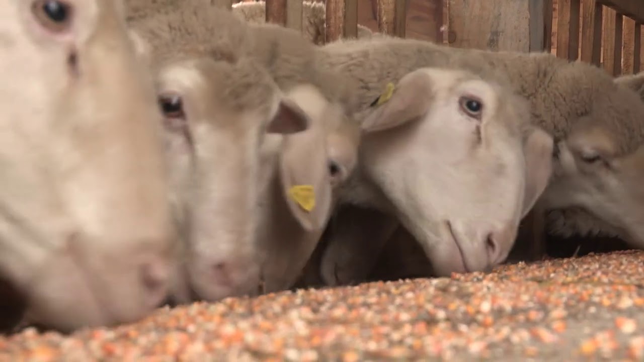 Imamo rešenje ep. 84 04.01.2021. Uzgoj ovaca, virtenberg, Lozovik