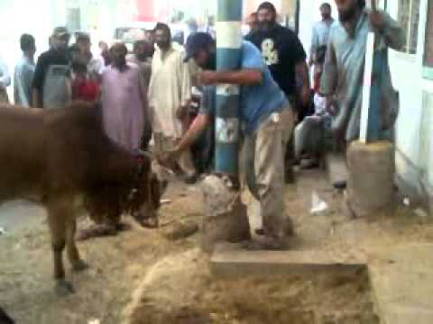 qurbani in salman hous paposh