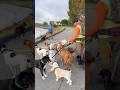 DOGEX:Drew passes it all #dogobedience #dogbehaviorist #dogpoop #dogs #poop #gooddog