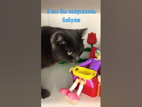 Бабушка и кот - YouTube