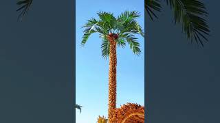 BEAUTIFUL BEACH WITH PALM TREES 🌴#tropical #rek #beach #palm