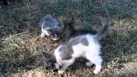 kitties