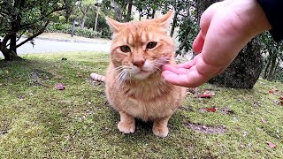 大好きな仲間猫が黒猫と浮気をして、不機嫌になる茶トラ猫