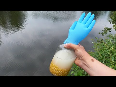 Реакция Рыбы на Пьяную КУКУРУЗУ! Ферментированная Кукуруза Приготовление. Подводная съемка