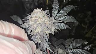 newbie nugs - purple cream chop day 65