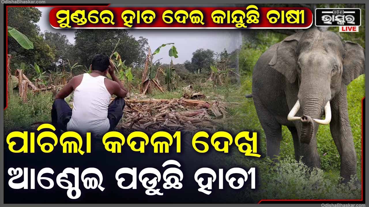 କଦଳୀ ଚାଷ କରି ମୁଣ୍ଡରେ ହାତ ଦେଇ କାନ୍ଦୁଛି ଚାଷୀ...ହାତୀ ପାଇଁ ଚାଷରୁ ମୁହଁ ଫେରାଇ ନେଲେଣି ଚାଷୀ