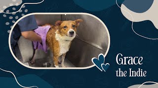 Grace the Indie's Grooming Day at Zane's Pet Spa