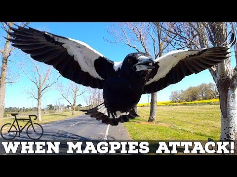 When Magpies Attack! // Six Tips to Avoid Swooping Magpies