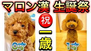 【祝一歳】1年でデカくなりすぎた犬【トイプードル】