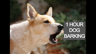 Dog barking 1 hour, dog barking voice, dog barking sounds