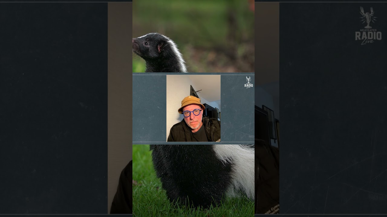 Как определить стоимость хвостов скунса