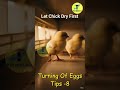 Hatch Ke Turant Baad Ye Galti मत करना 😱🐥